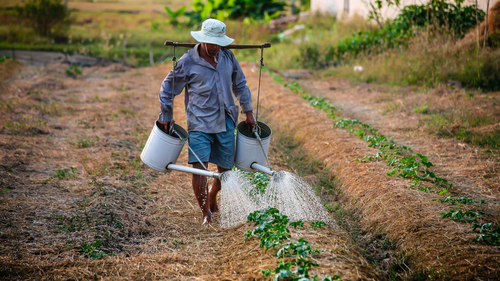 Agricultura: Uma Boa Forma de Negócio